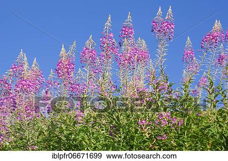 Narrow-leaved willowherb, Epilobium angustifolium, Switzerland, Europe View Large Photo Image Stock Photo - Narrow-leaved willowherb, Epilobium angustifolium, Switzerland, Europe. Fotosearch