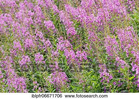 Narrow-leaved willowherb, Epilobium angustifolium, Switzerland, Europe View Large Photo Image Stock Photograph - Narrow-leaved willowherb, Epilobium angustifolium, Switzerland, Europe. Fotosearch