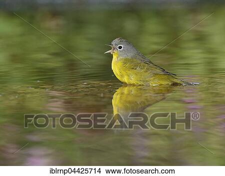Picture - Nashville Warbler (Vermivora ruficapilla), adult bathing in pond, Hill Country, Texas, USA, North America. Fotosearch