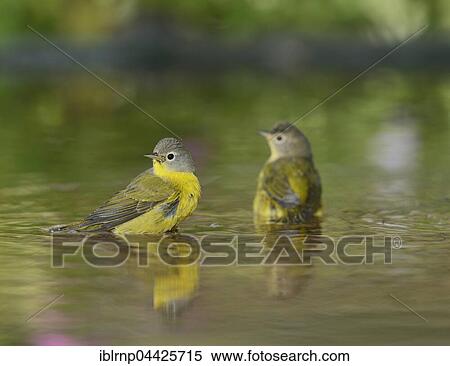 Nashville Warblers (Vermivora ruficapilla), adults bathing in pond, Hill Country, Texas, USA, North America View Large Photo Image Stock Photography - Nashville Warblers (Vermivora ruficapilla), adults bathing in pond, Hill Country, Texas, USA, North America. Fotosearch
