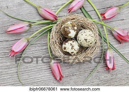 Natural Easter Decoration View Large Photo Image Stock Image - Natural Easter Decoration. Fotosearch
