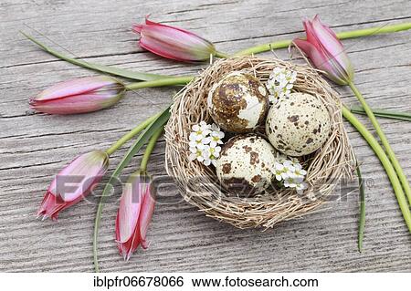 Natural Easter Decoration View Large Photo Image Stock Photograph - Natural Easter Decoration. Fotosearch