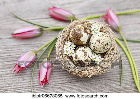 Natural Easter Decoration View Large Photo Image Stock Photography - Natural Easter Decoration. Fotosearch