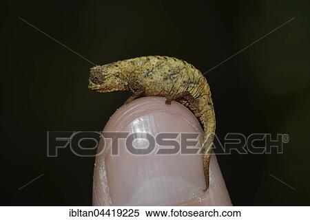 Naturelle leaf chameleon (Brookesia karchei) on thumb, Marojejy National Park, northeast, Madagascar, Africa View Large Photo Image Stock Photography - Naturelle leaf chameleon (Brookesia karchei) on thumb, Marojejy National Park, northeast, Madagascar, Africa. Fotosearch