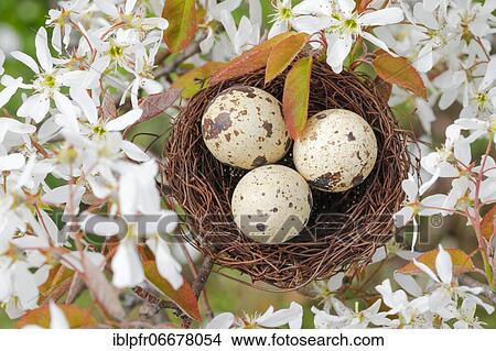 Nest in weeping pear tree, Switzerland, Europe View Large Photo Image Picture - Nest in weeping pear tree, Switzerland, Europe. Fotosearch