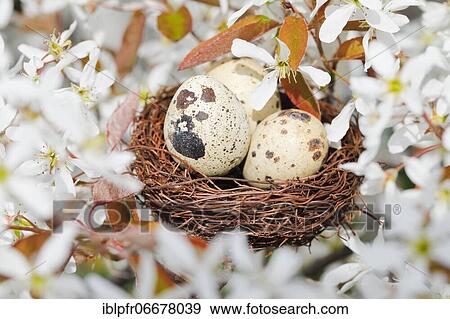 Nest in weeping pear tree, Switzerland, Europe View Large Photo Image Stock Photo - Nest in weeping pear tree, Switzerland, Europe. Fotosearch