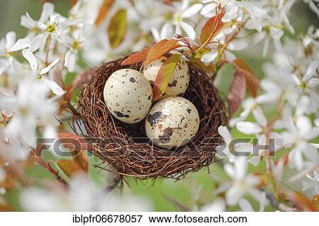 Nest in weeping pear tree, Switzerland, Europe View Large Photo Image Stock Photo - Nest in weeping pear tree, Switzerland, Europe. Fotosearch
