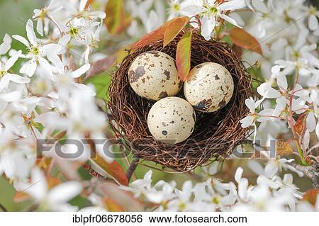 Nest in weeping pear tree, Switzerland, Europe View Large Photo Image Stock Photograph - Nest in weeping pear tree, Switzerland, Europe. Fotosearch