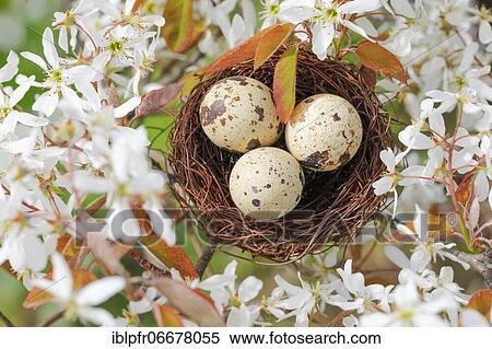 Nest in weeping pear tree, Switzerland, Europe View Large Photo Image Stock Photography - Nest in weeping pear tree, Switzerland, Europe. Fotosearch