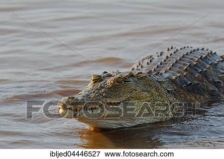 Nile crocodile (Crocodylus niloticus), in waterr, Sunset Dam, Kruger National Park, Mpumalanga, South Africa, Africa View Large Photo Image Stock Photo - Nile crocodile (Crocodylus niloticus), in waterr, Sunset Dam, Kruger National Park, Mpumalanga, South Africa, Africa. Fotosearch