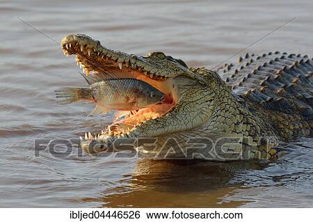 Nile crocodile (Crocodylus niloticus) with fish still alive in its mouth, Sunset Dam, Kruger National Park, Mpumalanga, South Africa, Africa View Large Photo Image Stock Photograph - Nile crocodile (Crocodylus niloticus) with fish still alive in its mouth, Sunset Dam, Kruger National Park, Mpumalanga, South Africa, Africa. Fotosearch
