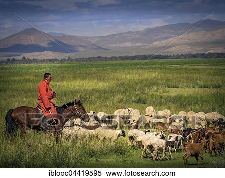 Stock Photography - Nomad, rider on horseback with goats and sheep, Mongolia, Asia. Fotosearch