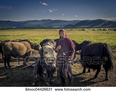 Nomad with yaks (Bos mutus), Mongolia, Asia View Large Photo Image Stock Image - Nomad with yaks (Bos mutus), Mongolia, Asia. Fotosearch