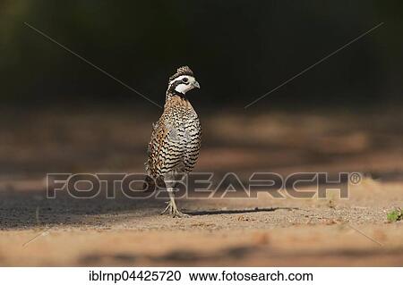 Stock Image - Northern Bobwhite (Colinus virginianus), adult male, Rio Grande Valley, Texas, USA, North America. Fotosearch