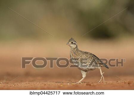 Stock Photo - Northern Bobwhite (Colinus virginianus), young, Rio Grande Valley, Texas, USA, North America. Fotosearch