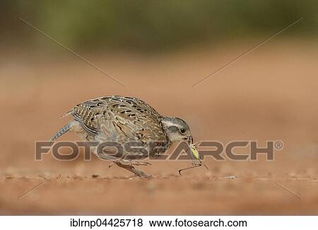 Stock Photo - Northern Bobwhite (Colinus virginianus), young, feeding on grasshopper, Rio Grande Valley, Texas, USA, North America. Fotosearch