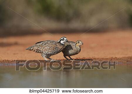 Northern Bobwhites (Colinus virginianus), pair drinking at pond, Rio Grande Valley, Texas, USA, North America View Large Photo Image Stock Photo - Northern Bobwhites (Colinus virginianus), pair drinking at pond, Rio Grande Valley, Texas, USA, North America. Fotosearch