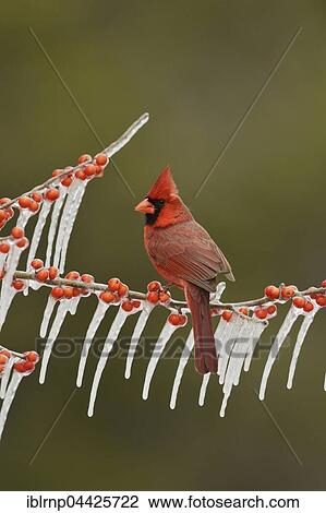 Northern cardinal, also redbird or common cardinal (Cardinalis cardinalis), adult male perched on icy branch of meadow holly (Ilex decidua) with berries, Hill Country, Texas, USA, North America View Large Photo Image Stock Image - Northern cardinal, also redbird or common cardinal (Cardinalis cardinalis), adult male perched on icy branch of meadow holly (Ilex decidua) with berries, Hill Country, Texas, USA, North America. Fotosearch