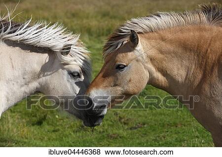 Norwegian Fjord ponies, two horses getting acquainted, Schleswig-Holstein, Germany, Europe View Large Photo Image Stock Photo - Norwegian Fjord ponies, two horses getting acquainted, Schleswig-Holstein, Germany, Europe. Fotosearch