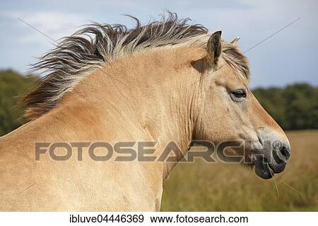 Norwegian Fjord pony (Equus przewalskii f. Caballus), Schleswig-Holstein, Germany, Europe View Large Photo Image Stock Photo - Norwegian Fjord pony (Equus przewalskii f. Caballus), Schleswig-Holstein, Germany, Europe. Fotosearch