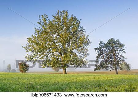 Stock Image - Oak and pine, Switzerland, Europe. Fotosearch