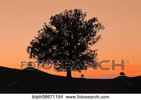 Oak at Hirzelpass, Zurich, Switzerland, Europe View Large Photo Image Picture - Oak at Hirzelpass, Zurich, Switzerland, Europe. Fotosearch