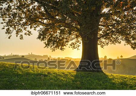 Oak at Hirzelpass, Zurich, Switzerland, Europe View Large Photo Image Stock Image - Oak at Hirzelpass, Zurich, Switzerland, Europe. Fotosearch