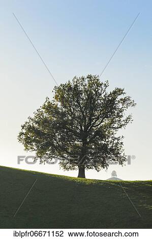 Oak at Hirzelpass, Zurich, Switzerland, Europe View Large Photo Image Stock Image - Oak at Hirzelpass, Zurich, Switzerland, Europe. Fotosearch