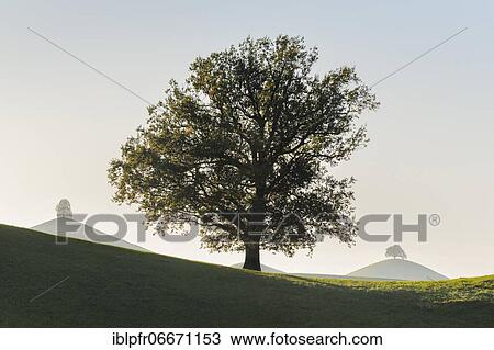 Oak at Hirzelpass, Zurich, Switzerland, Europe View Large Photo Image Stock Image - Oak at Hirzelpass, Zurich, Switzerland, Europe. Fotosearch