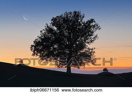 Stock Photograph - Oak at Hirzelpass, Zurich, Switzerland, Europe. Fotosearch