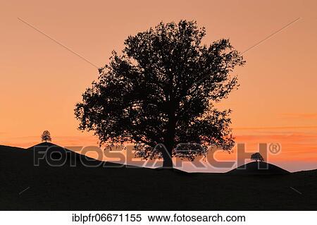 Stock Photography - Oak at Hirzelpass, Zurich, Switzerland, Europe. Fotosearch