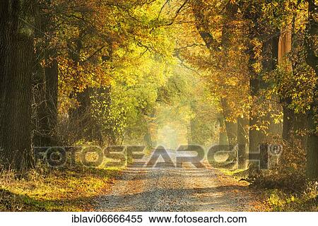 Stock Photography - Oak avenue in autumn, evening light, Reinhardswald, Hesse, Germany, Europe. Fotosearch