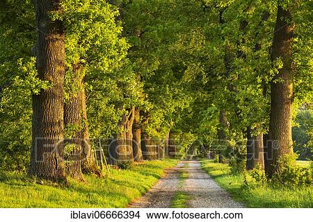 Picture - Oak avenue in the evening light, Reinhardswald, Hesse, Germany, Europe. Fotosearch