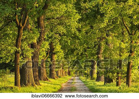 Stock Image - Oak avenue in the evening light, Reinhardswald, Hesse, Germany, Europe. Fotosearch