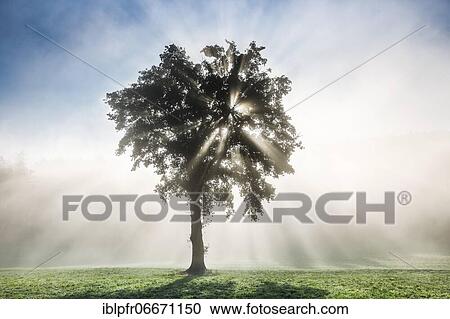 Oak in the fog, Bern, Switzerland, Europe View Large Photo Image Stock Image - Oak in the fog, Bern, Switzerland, Europe. Fotosearch
