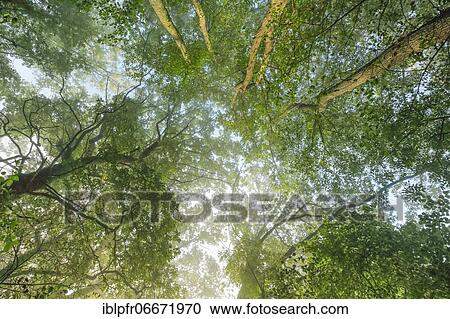 Oak in the fog, Bern, Switzerland, Europe View Large Photo Image Stock Image - Oak in the fog, Bern, Switzerland, Europe. Fotosearch