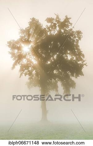Stock Photo - Oak in the fog, Bern, Switzerland, Europe. Fotosearch