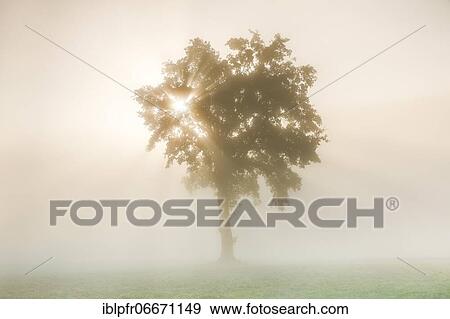 Oak in the fog, Bern, Switzerland, Europe View Large Photo Image Stock Photo - Oak in the fog, Bern, Switzerland, Europe. Fotosearch
