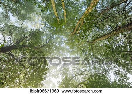 Oak in the fog, Bern, Switzerland, Europe View Large Photo Image Stock Photo - Oak in the fog, Bern, Switzerland, Europe. Fotosearch