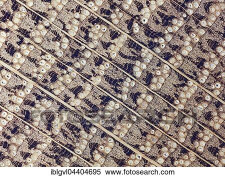 Oak, oak wood, polished, cross section of the trunk, photomicrograph, doubled in size, incident light View Large Photo Image Stock Photography - Oak, oak wood, polished, cross section of the trunk, photomicrograph, doubled in size, incident light. Fotosearch