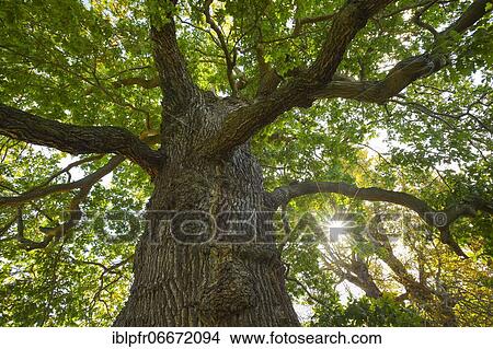 Picture - Oak, Richmond Park, England, Great Britain. Fotosearch