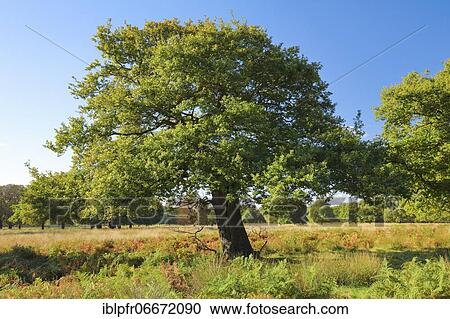 Oak, Richmond Park, England, Great Britain View Large Photo Image Stock Image - Oak, Richmond Park, England, Great Britain. Fotosearch