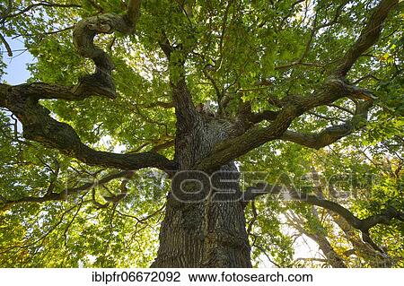 Stock Image - Oak, Richmond Park, England, Great Britain. Fotosearch