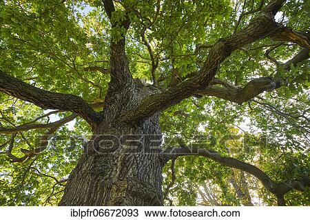 Oak, Richmond Park, England, Great Britain View Large Photo Image Stock Image - Oak, Richmond Park, England, Great Britain. Fotosearch