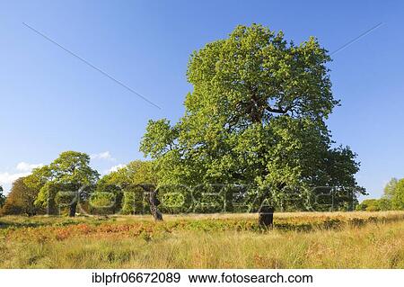 Oak, Richmond Park, England, Great Britain View Large Photo Image Stock Photo - Oak, Richmond Park, England, Great Britain. Fotosearch