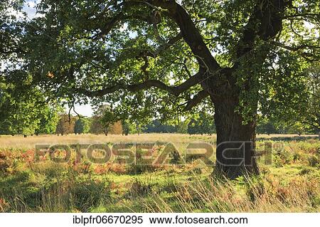 Stock Photography - Oak, Richmond Park, England, Great Britain. Fotosearch