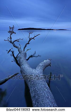Oak tree trunk lying in water, Greifswalder Bodden, Isle of Vilm behind, dusk, Putbus, Rügen, Mecklenburg-Western Pomerania, Germany, Europe View Large Photo Image Stock Image - Oak tree trunk lying in water, Greifswalder Bodden, Isle of Vilm behind, dusk, Putbus, Rügen, Mecklenburg-Western Pomerania, Germany, Europe. Fotosearch