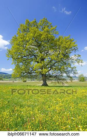 Oak, Zurich, Switzerland, Europe View Large Photo Image Stock Photo - Oak, Zurich, Switzerland, Europe. Fotosearch
