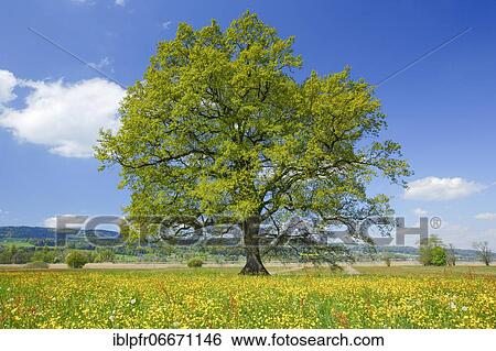Oak, Zurich, Switzerland, Europe View Large Photo Image Stock Photograph - Oak, Zurich, Switzerland, Europe. Fotosearch