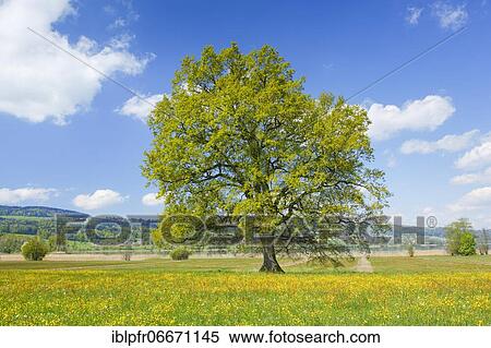 Stock Photography - Oak, Zurich, Switzerland, Europe. Fotosearch